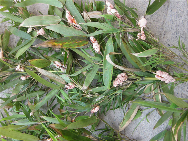 农村这个稀罕植物,如长在你家竹林,别采摘120元1斤