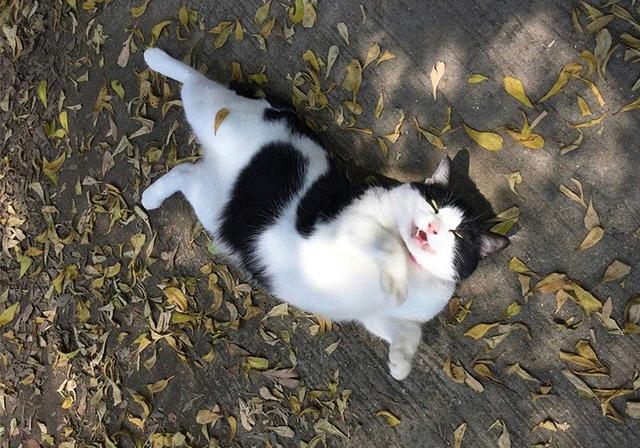 流浪奶油猫被好心人带回家,半年增重12斤,网友:养猪专业户?