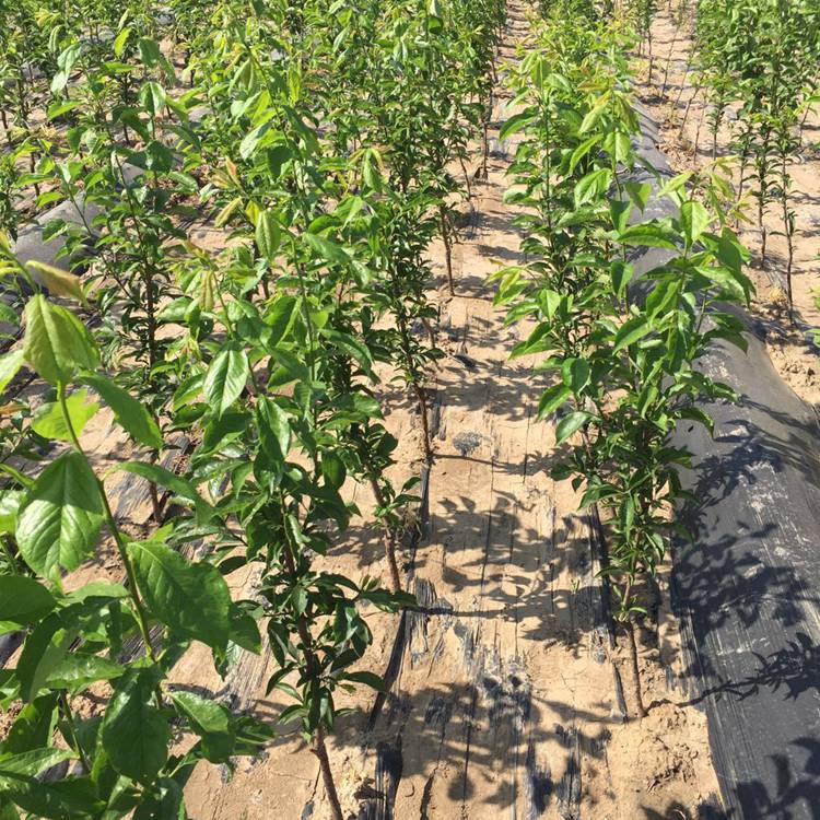 李子树苗的生长环境介绍