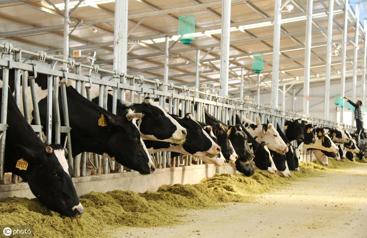 浅谈rfid技术在奶牛场管理中的应用