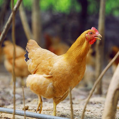 邻居团购散养仙居三黄童子鸡直送淞南啦温补益气细嫩鲜美香气扑鼻