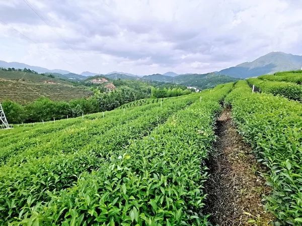 台青追梦在大陆杨咏安的茶叶事业