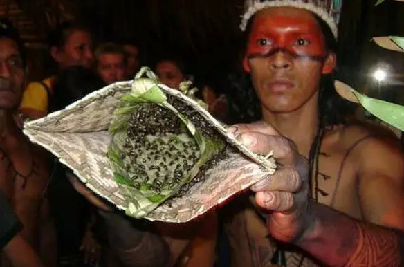 世界上闻所未闻的成人礼裸体牛跳切手指还要戴子弹蚁手套