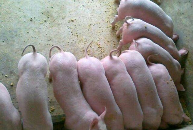 对周围的事物充满好奇,仔猪时常会跑出保温箱,结伴在圈舍内活动,拱咬