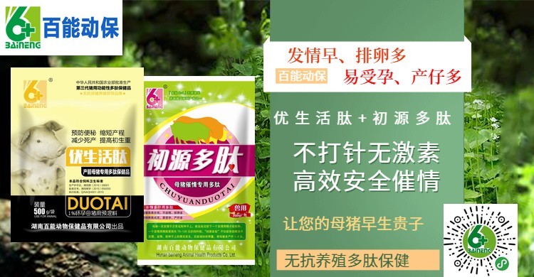 母猪炎症什么药好 后备母猪有炎症用什么药