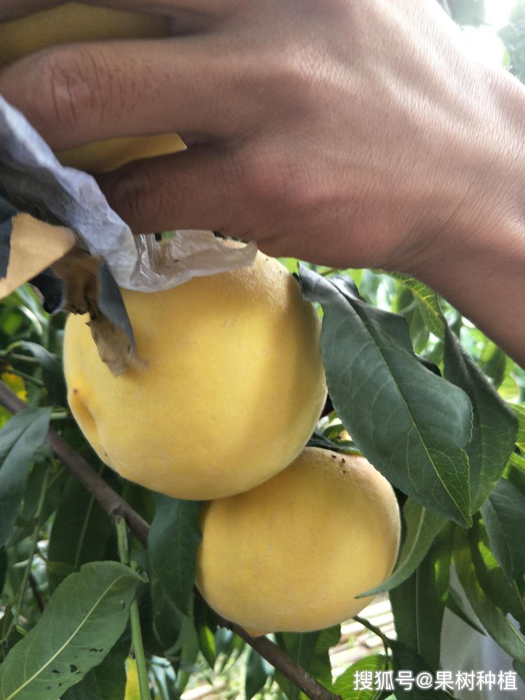 黄金蜜1号种植可采用密植栽培(主干型或y型,建议亩栽110株),也可采用