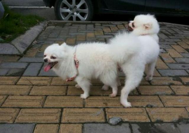 原创辟谣狗狗不绝育更好并不是一篇文解析绝育对公狗母狗的好处