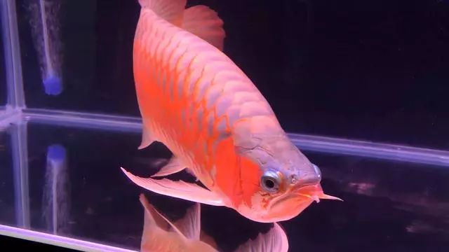 龙鱼灯光的使用方法