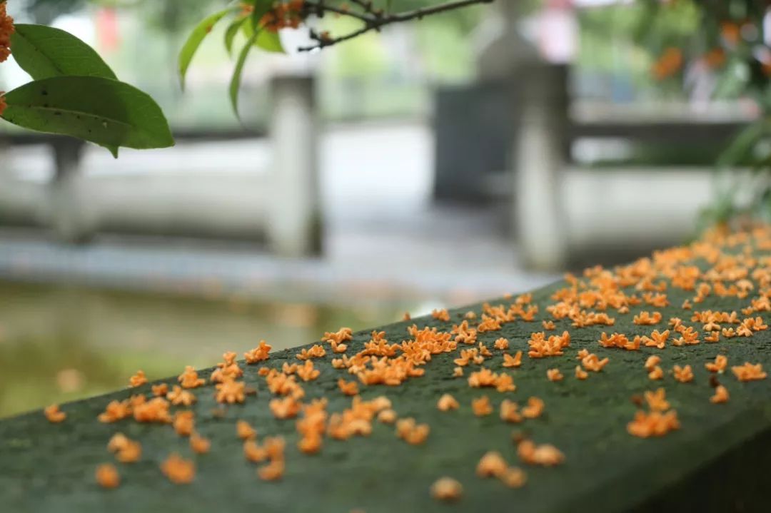 诗意通用桂花飘香