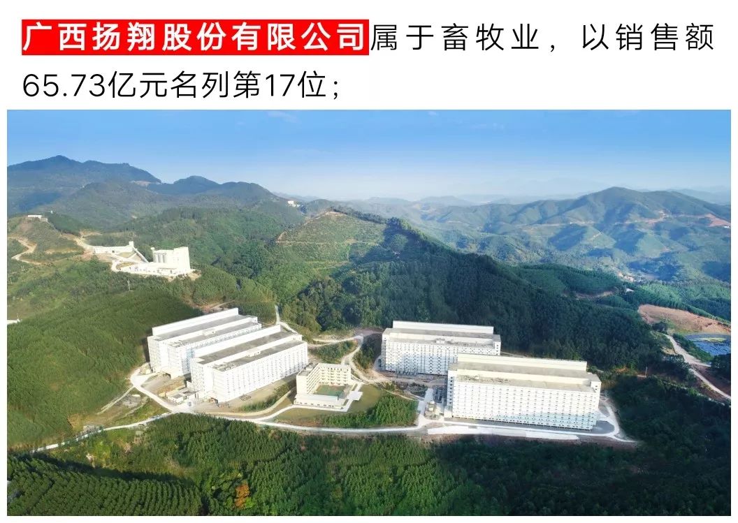 点赞扬翔入选2019广西民营企业100强第17名