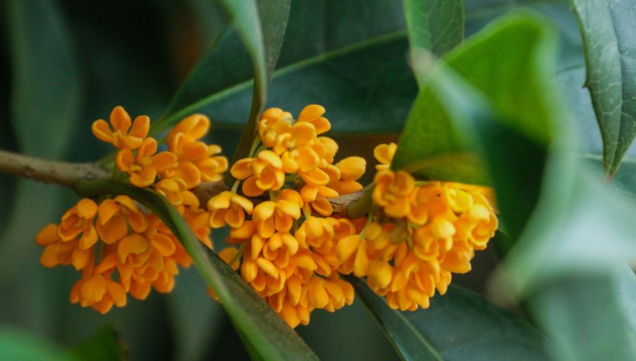 金秋九月桂花香,可是他们却在街头巷尾摘桂花