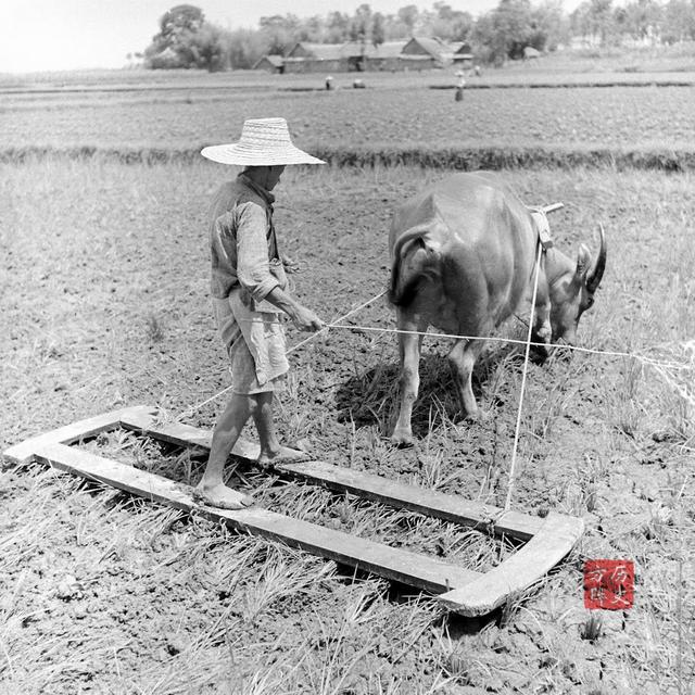 1941年,龙泉驿,一位农夫用牛犁地,虽说水牛节省了人力,但掌控犁子也不