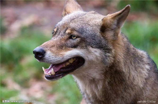 血腥文玩千万别碰