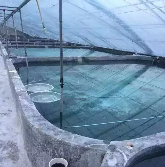 趋势:室内循环水养虾 将成为新的蓝海