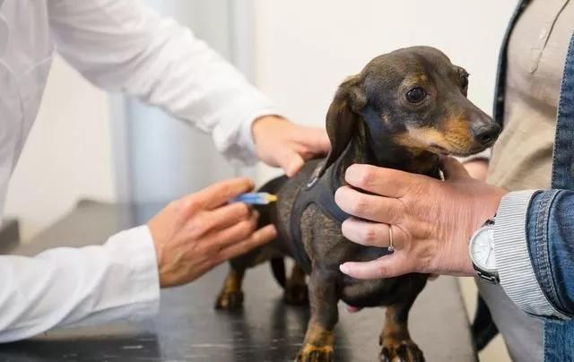 怎麼辦我的狗得了犬瘟熱