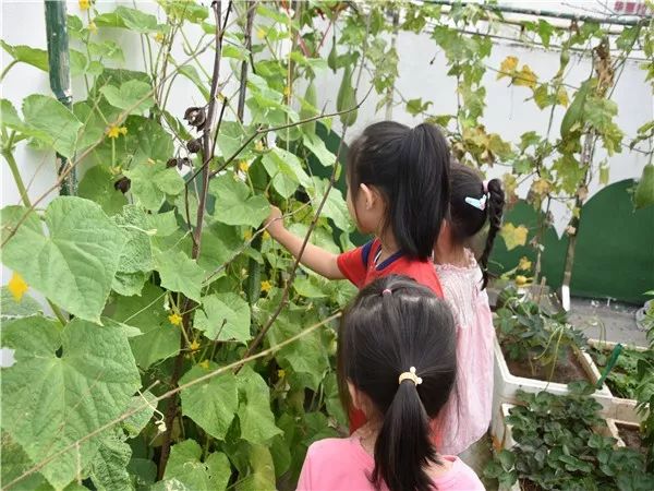 收获喜悦品尝快乐临朐中学全福元幼儿园黄瓜采摘活动