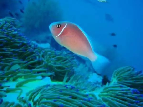 咖啡小丑鱼因为对于同类具有一定的攻击性,因此是不能够鱼比较凶猛的