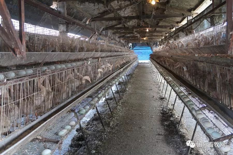 台湾又暴发禽流感疫情鸭场扑杀36万只鸭