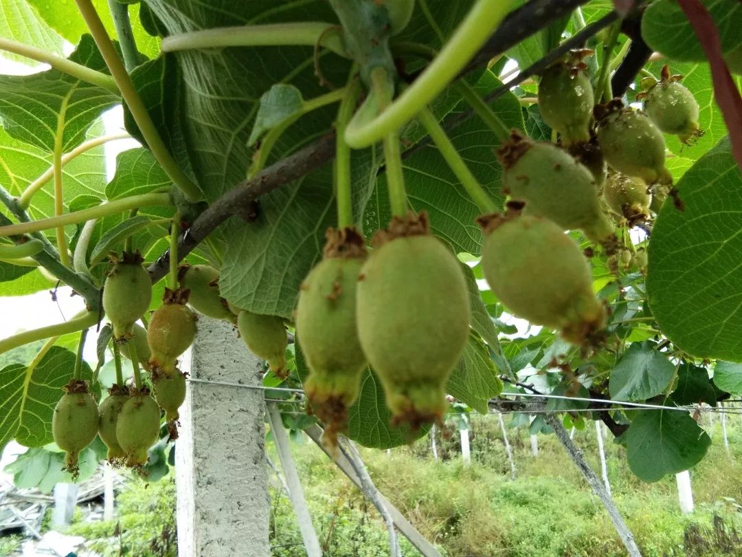 等待260天水之韵猕猴桃熟了