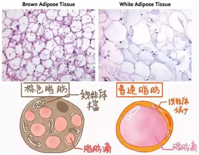 棕色脂肪组织的主要功能是,在寒冷的刺激下,棕色脂肪细胞内的脂类分解