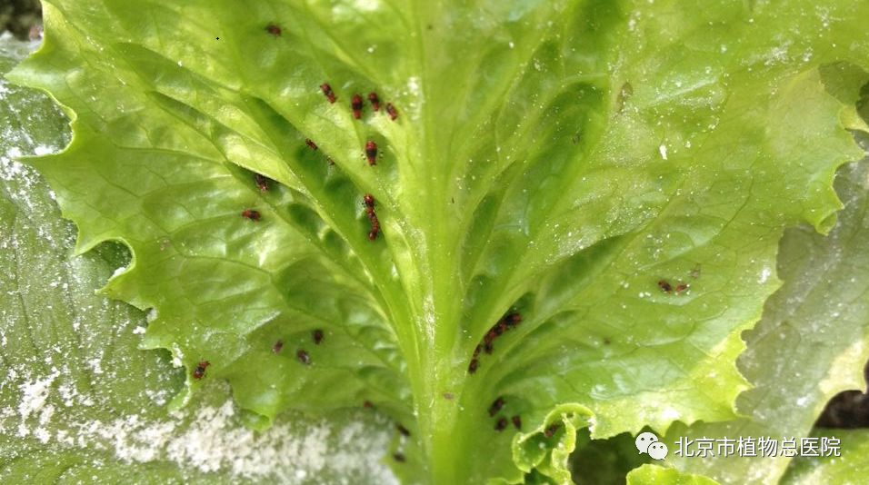 蚜虫比菜长得还快,又不敢打药怎么办?