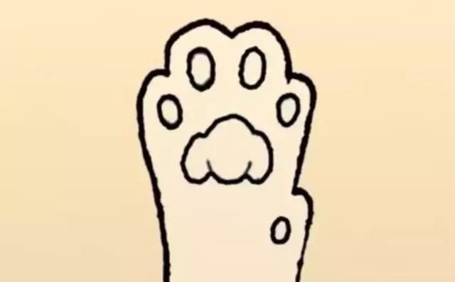 猫咪的这5种小性格全都写在肉垫上啦