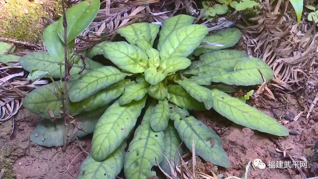 年利润30万武平中赤一农场林下种植白背草成致富草