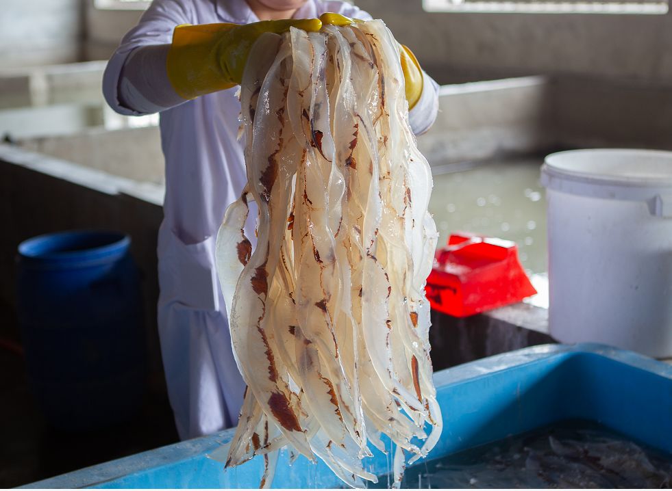 我为营口海蜇代言传承匠心精神追求卓越创新东河海蜇就是鲜