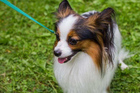 比熊和蝴蝶犬杂交图片图片