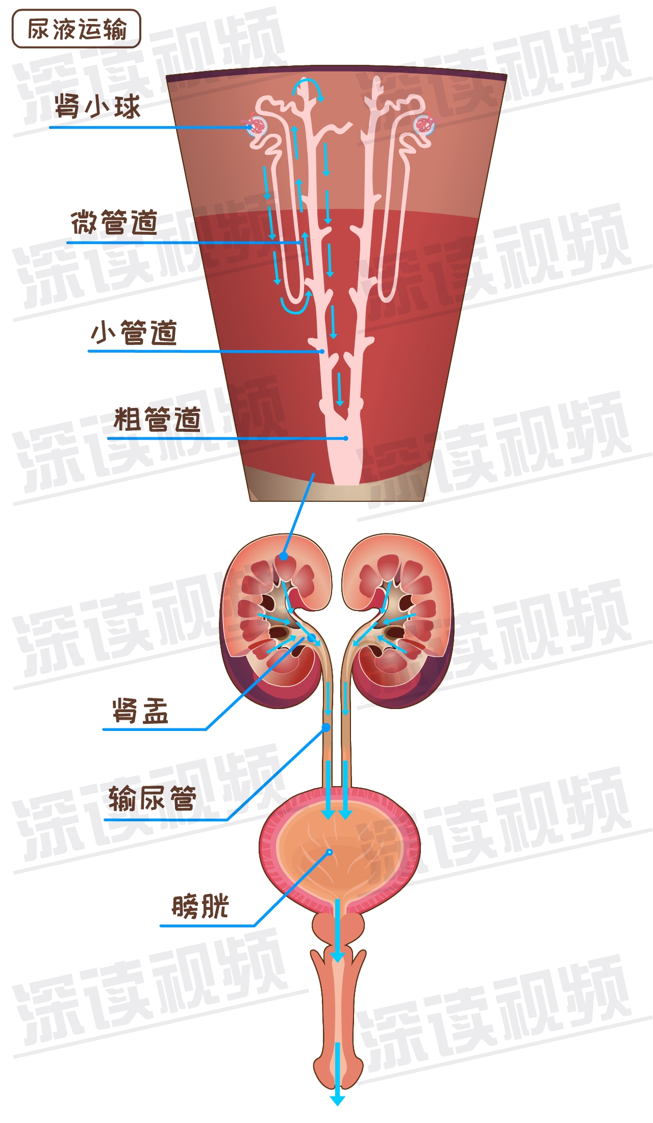 肾脏体表投影图片