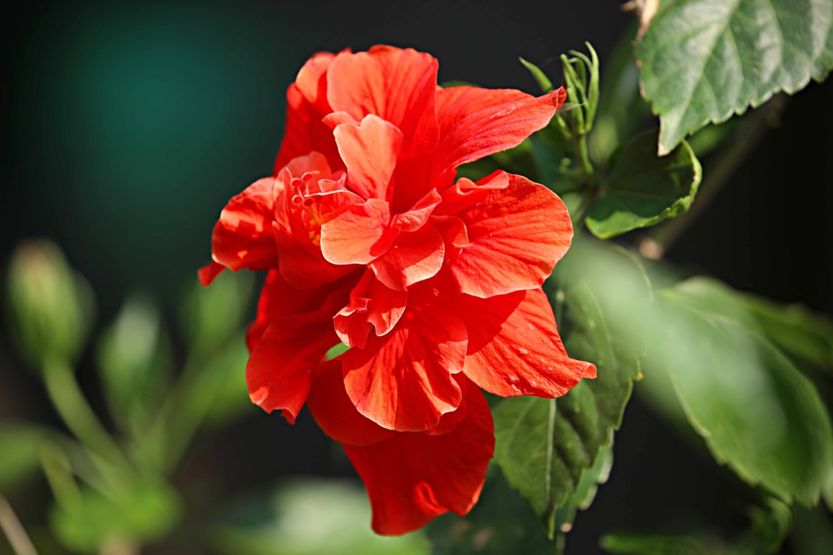 朱槿花开——每叹芳菲四时厌,不知开落有春风