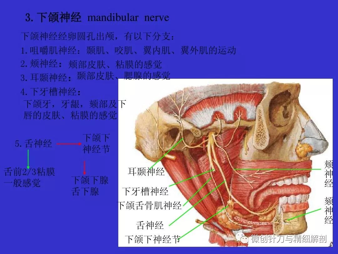 十二對顱神經解剖詳解