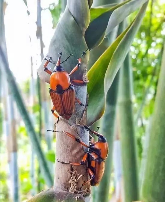 这种吃竹子的害虫,儿童的玩具和成人的美食,对祛风除湿有奇效_竹象