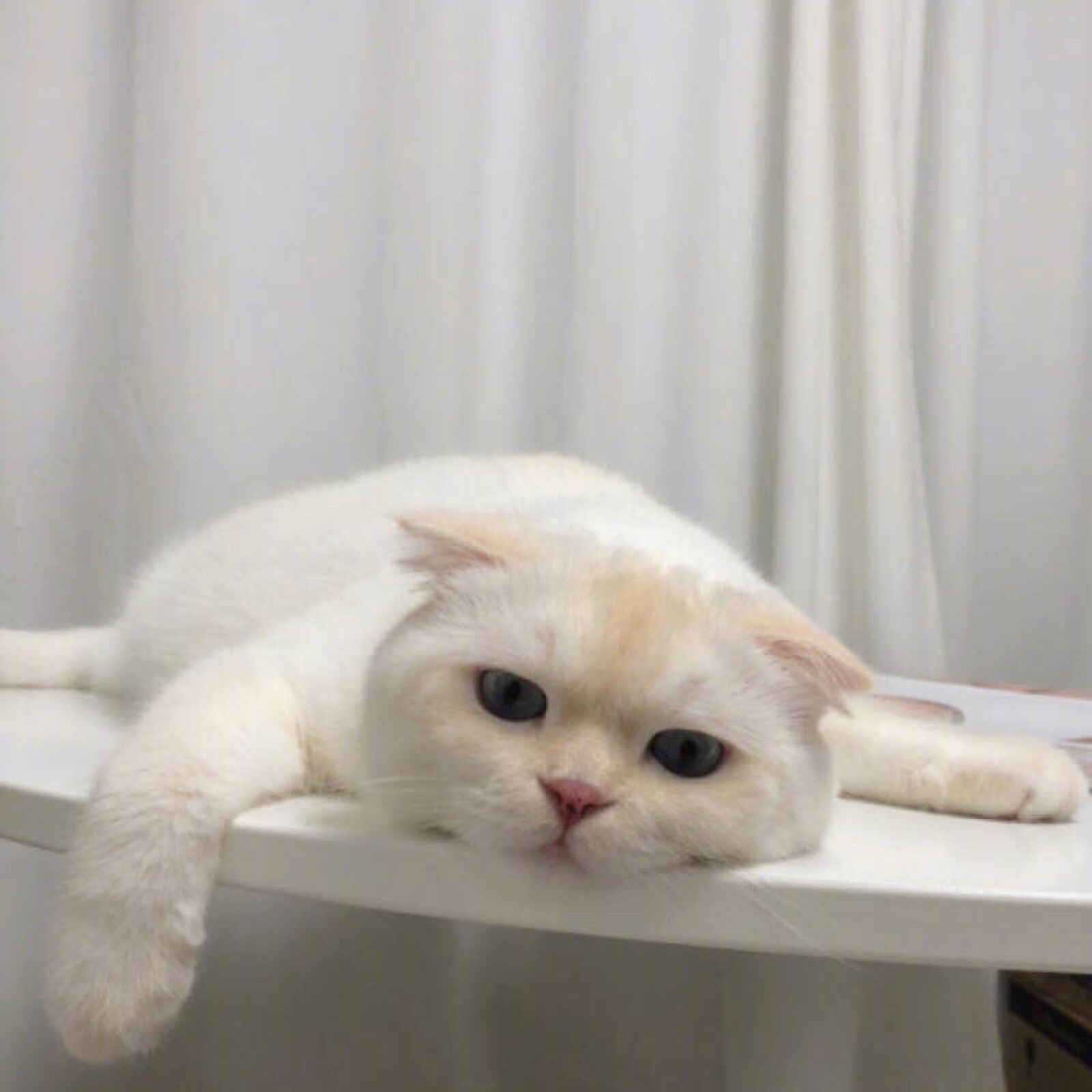 头像分享那些萌死人的喵星人