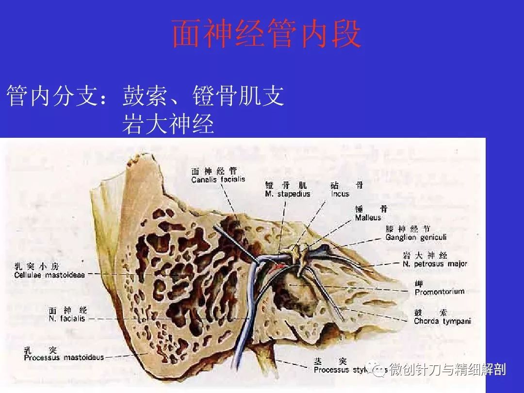 十二對顱神經解剖詳解