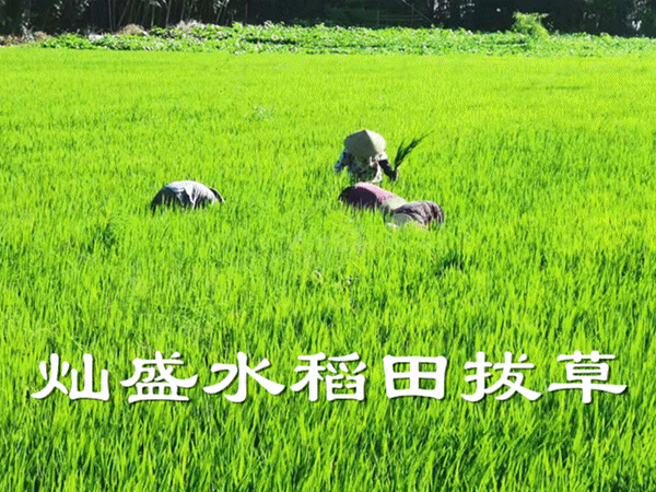 ②人工拔草,田埂上种植除虫菊,稻田内装灭虫灯等生物和物理防控措施