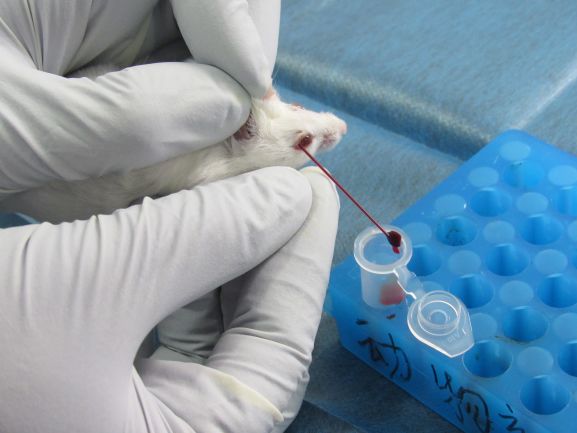 常见小鼠采血方法及血清和血浆的制备
