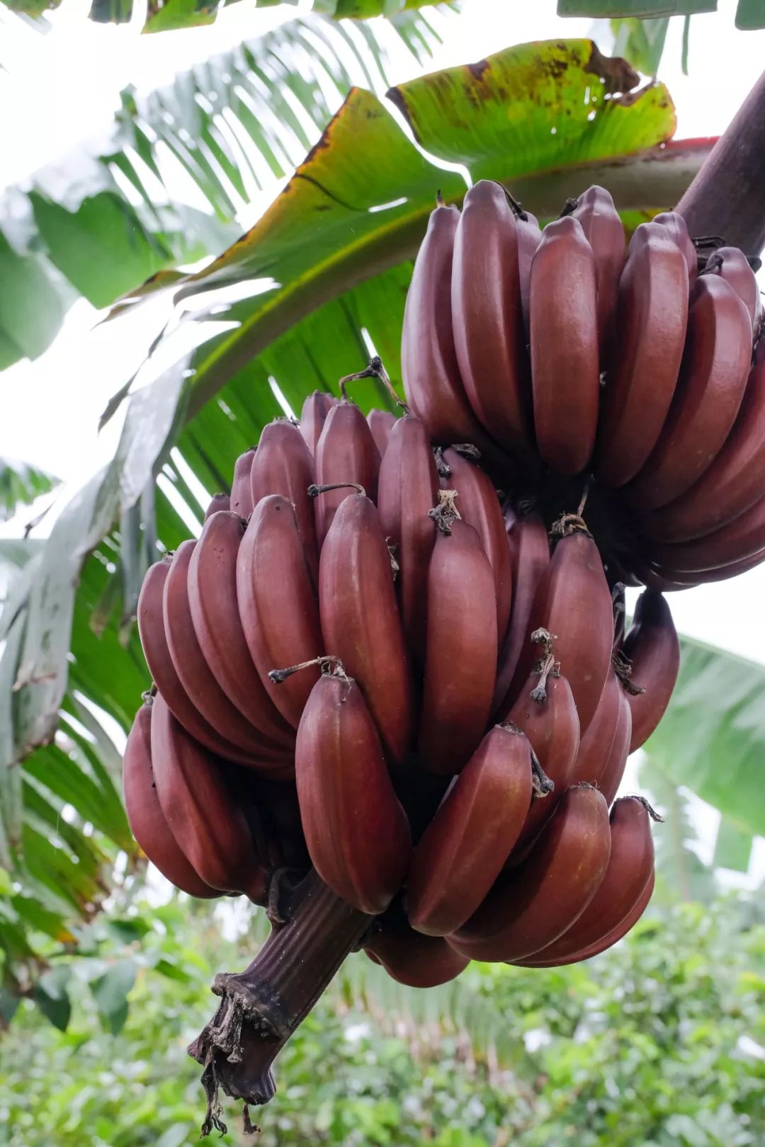 南沙特产的这种蕉,等15个月才能吃上?_火龙