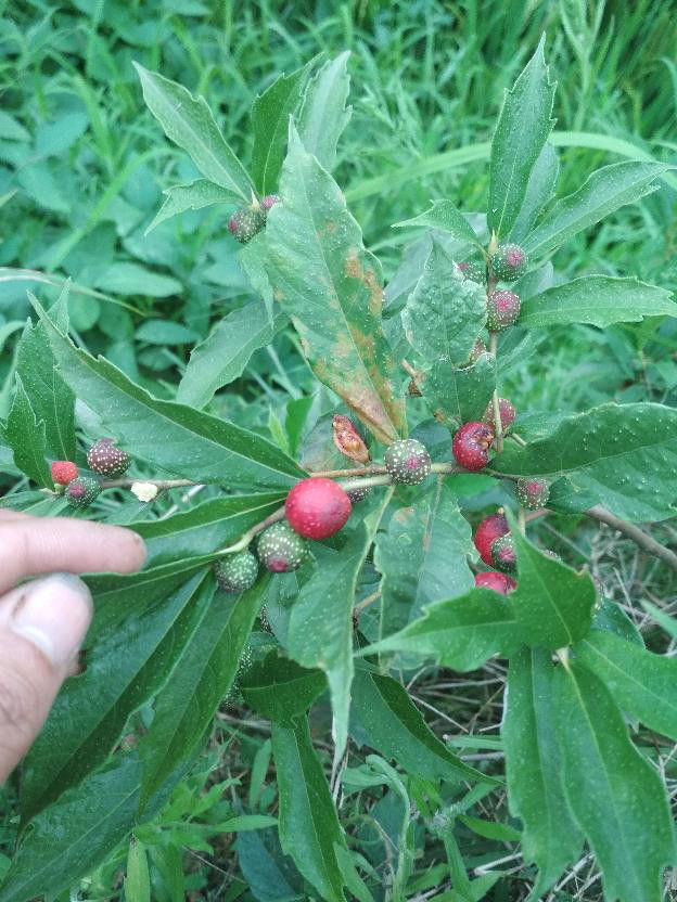 农村一种野果叫做斑鸠果,口感像无花果,有椰奶味道吃过嘛