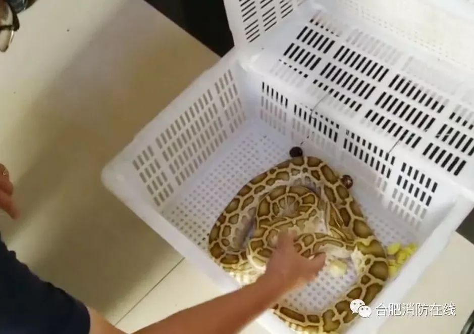 合肥环城路惊现一条大家伙!头皮发麻……(多图)_蟒蛇