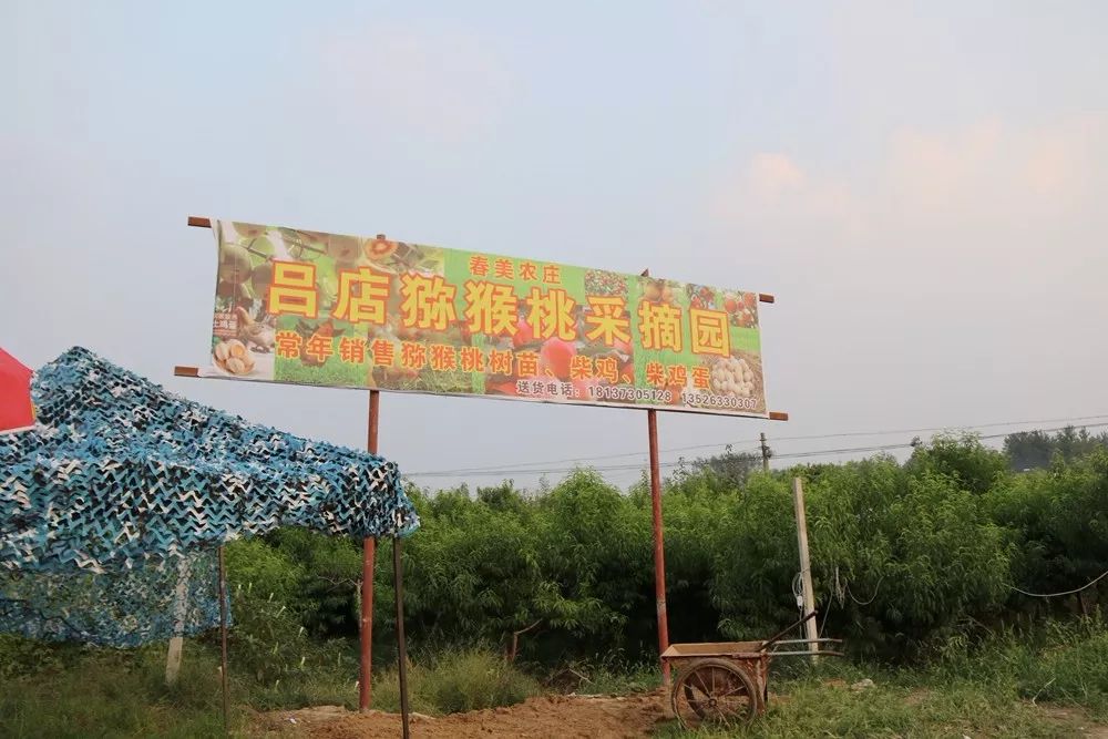 永城本地的獼猴桃採摘園在這