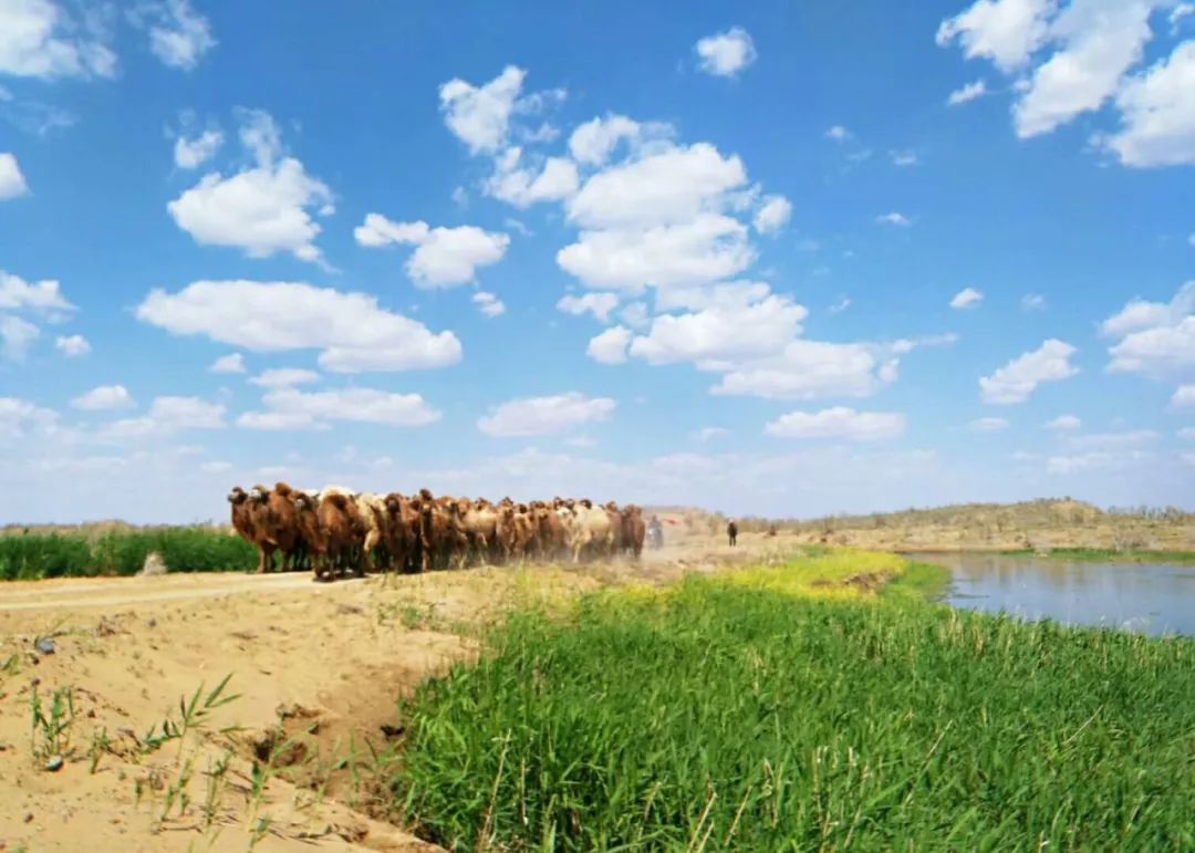 新疆新培野 探享俱乐部一步一景的沙漠绿洲之旅