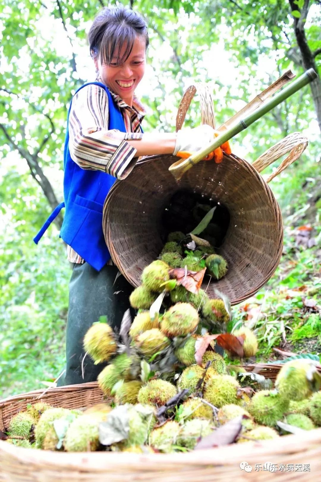 【乐新闻】宜昌万亩板栗成熟,中秋小长假正好采摘!30分钟直达_乐天溪