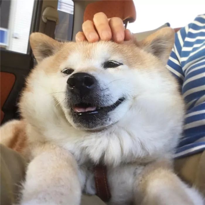 这只柴犬自从被收养,就从精致五官,发展成了大饼脸啊啊啊啊