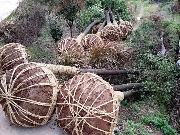 苗木在移植时土球破散的原因及防御措施