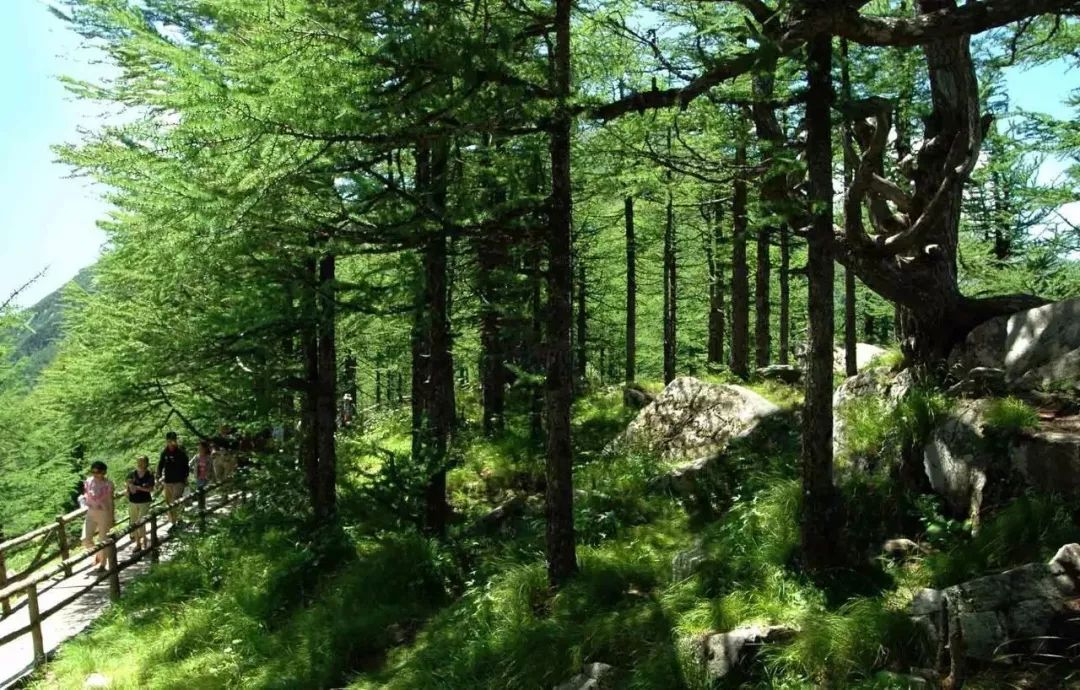 高山上的戍边卫士太白山旗型树