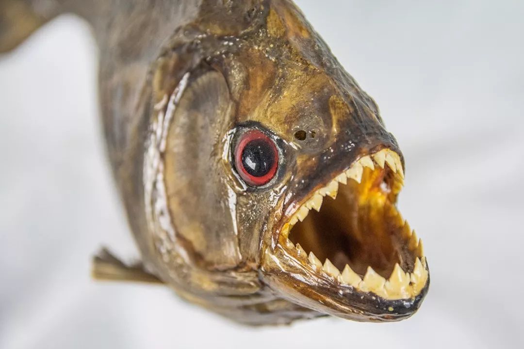 凶猛食人鱼被日本人做成拉面吃起来竟出乎意料的美味