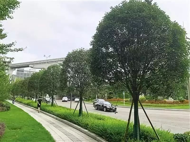 赏花点:机场路,金山路,龙华大道渝北区在高九路,天马路,沙滨路,大学城