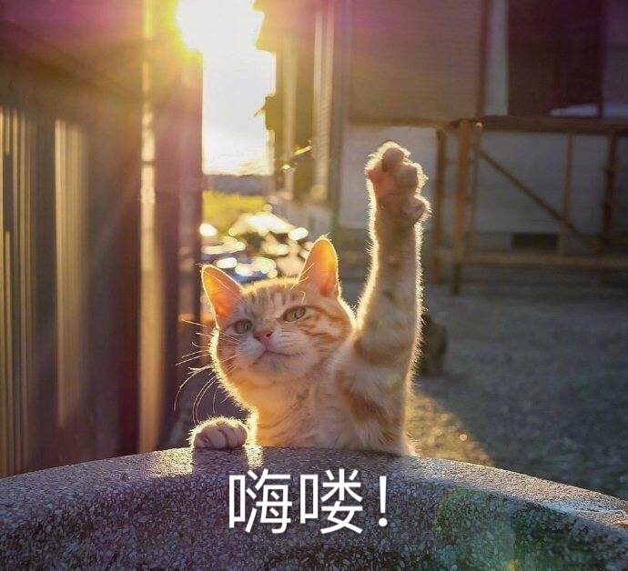 猫咪表情包25张我这一巴掌下棋你可能会死