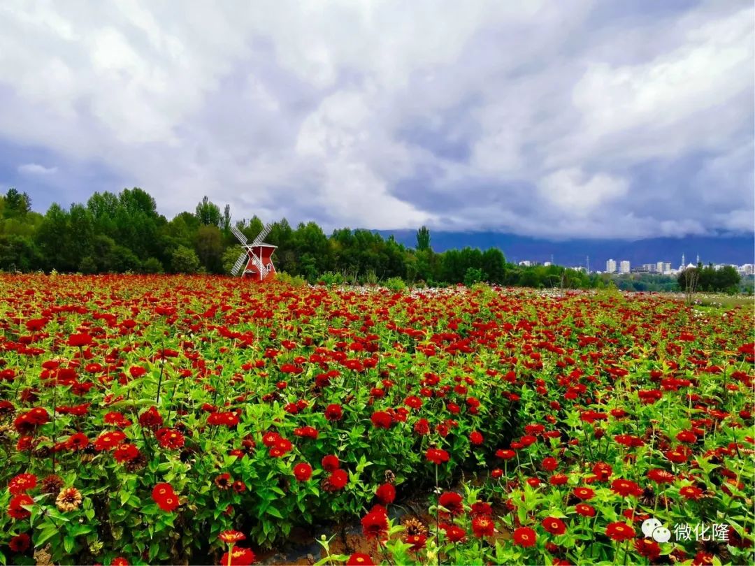 举办地点:海东市化隆群科新区安达其哈花海举办时间:2019年9月18日